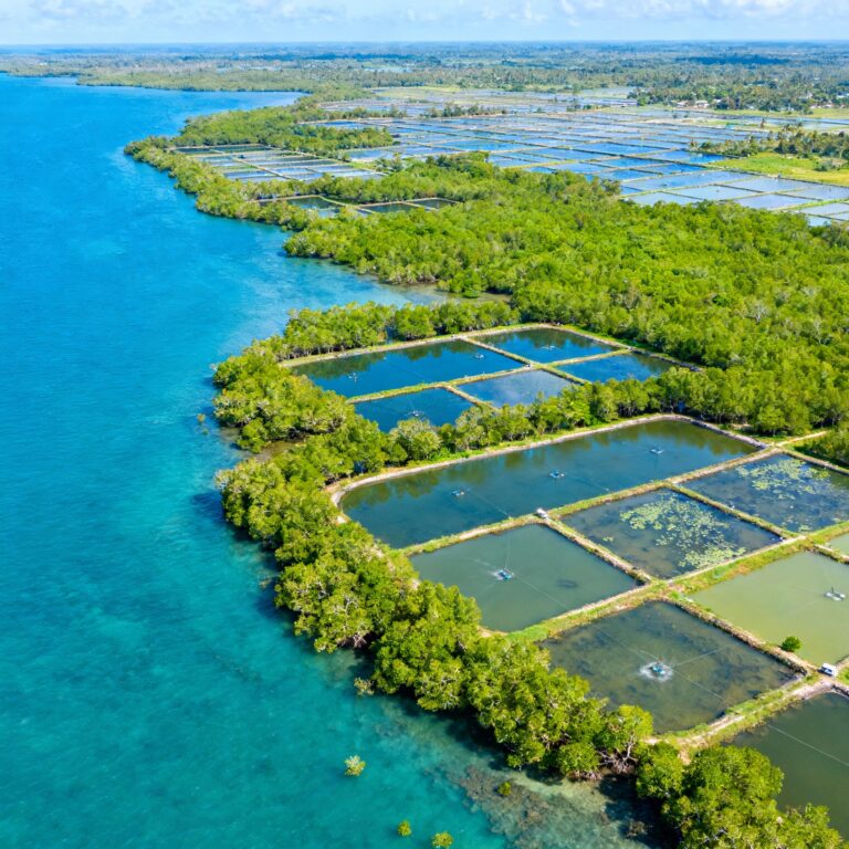 Can Shrimp Farms Save Mangroves? Inside India’s Revolutionary SAIME Model